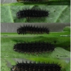 iss lathonia larva4 volg
